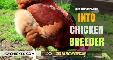 Enhancing Chicken Breeder Nutrition: Effective Methods to Pump Seeds