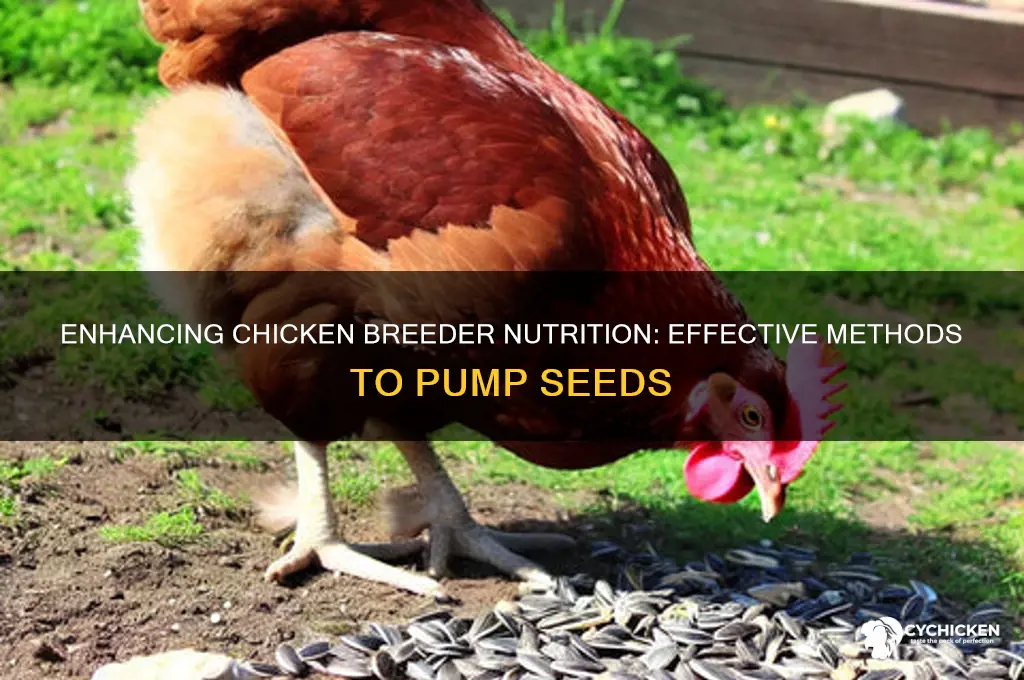 how to pump seeds into chicken breeder