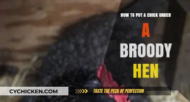 Broody Hen Basics: Hatching Chicks the Natural Way