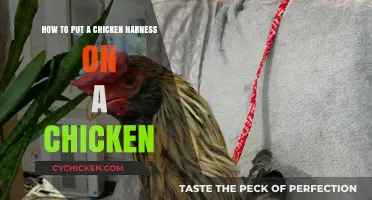 The Ultimate Guide to Chicken Harnessing