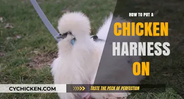 Easy Steps to Safely Put a Harness on Your Chicken