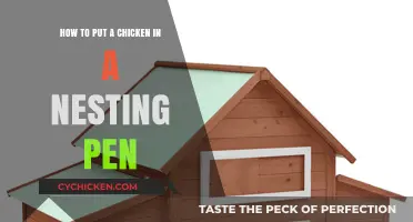Guide to Placing Chickens in Nesting Pens
