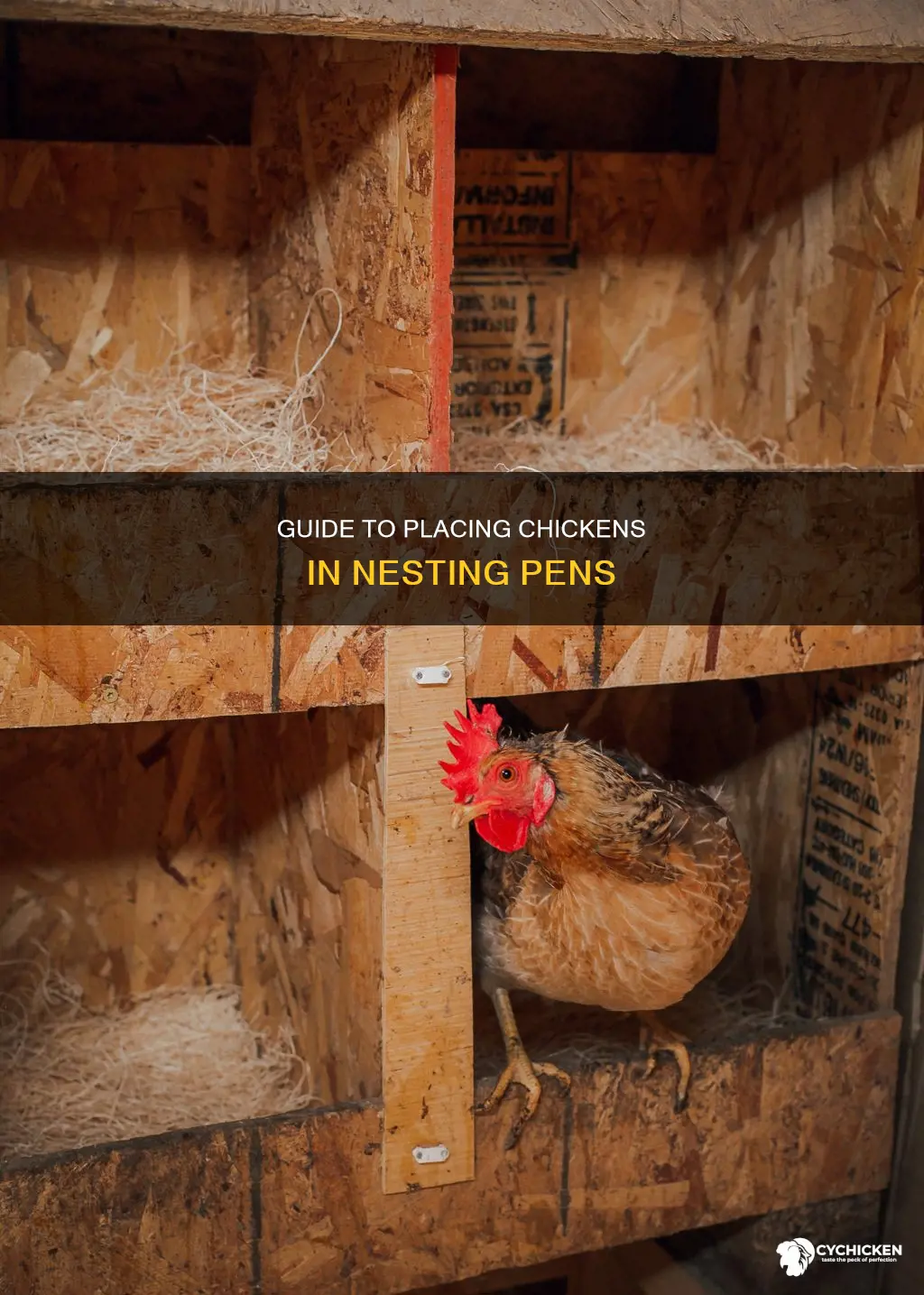 how to put a chicken in a nesting pen
