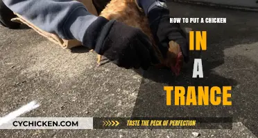 Master the Art of Hypnotizing Chickens: A Step-by-Step Guide