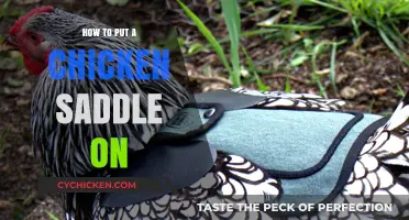 Easy Steps to Safely Fit a Chicken Saddle for Feather Protection