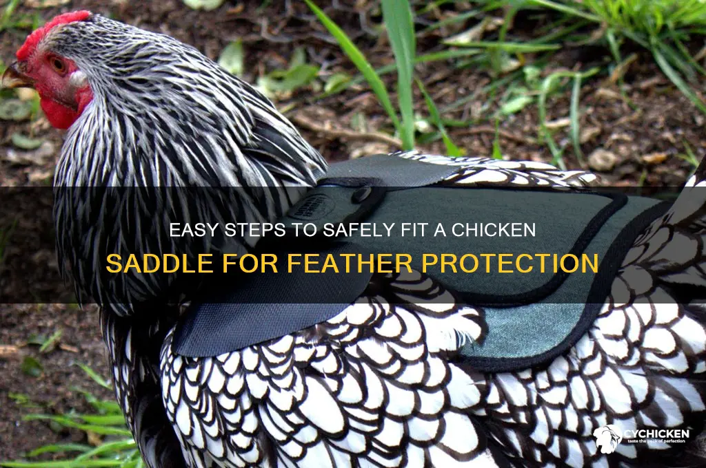 how to put a chicken saddle on