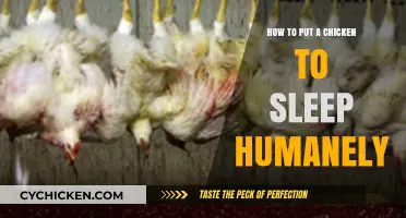 Humane Chicken Sedation: Gentle Methods for Peaceful Rest