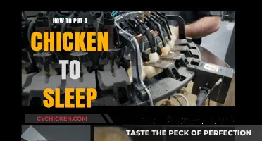 Gentle Techniques for Safely Putting Your Chicken to Sleep