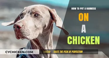 Easy Steps to Safely Harness Your Chicken for Comfort and Control