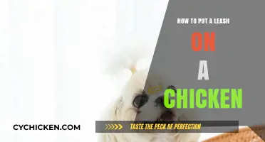Leashing Your Chicken: A Step-by-Step Guide for Happy, Safe Poultry
