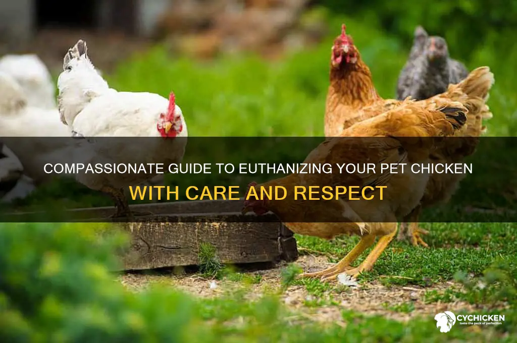 how to put a pet chicken down