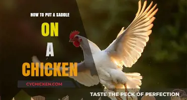 Saddle Up Your Chicken: A Step-by-Step Guide to Proper Fitting