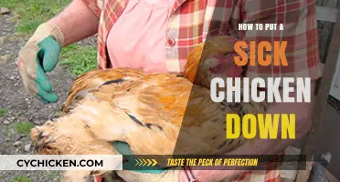 Compassionate Euthanasia: A Guide to Humanely Ending a Chicken's Suffering