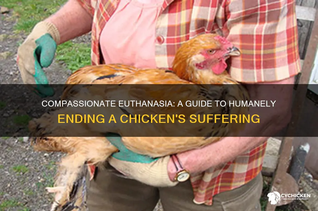 how to put a sick chicken down