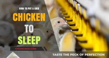 Compassionate Care: How to Euthanize a Sick Chicken Humanely