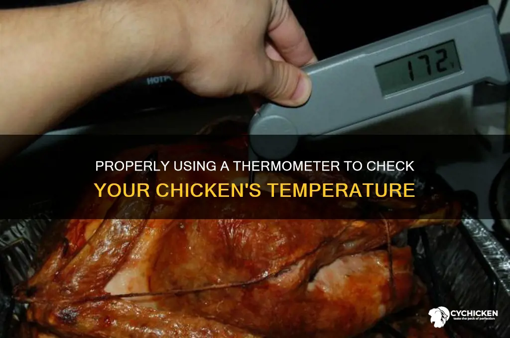how to put a thermometer in a chicken