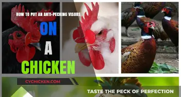 Stopping Chicken Pecking: Anti-Pecking Visors 101