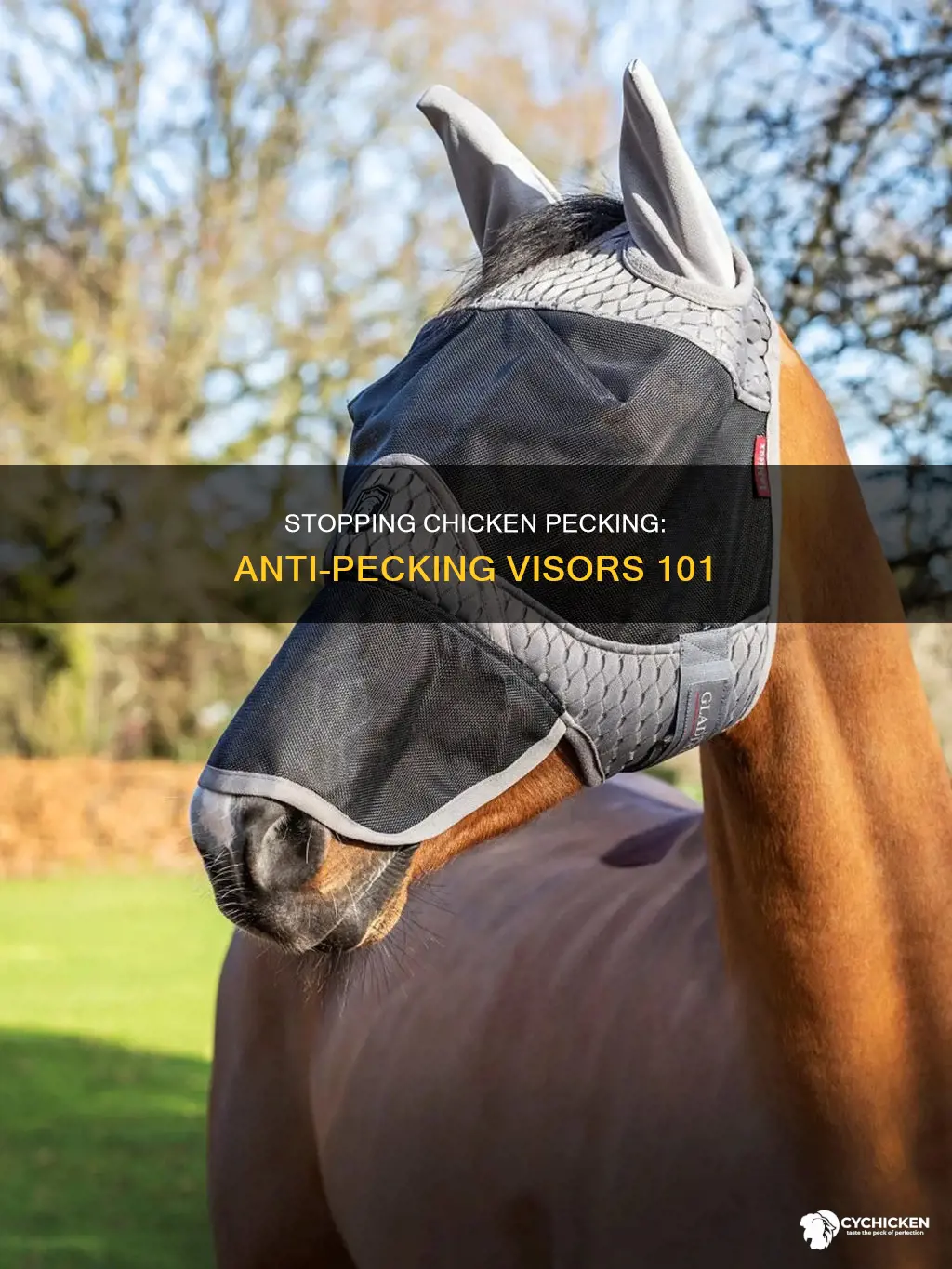 how to put an anti-pecking visors on a chicken
