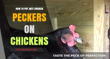 Prevent Chicken Pecking: Easy Guide to Installing Anti-Peckers
