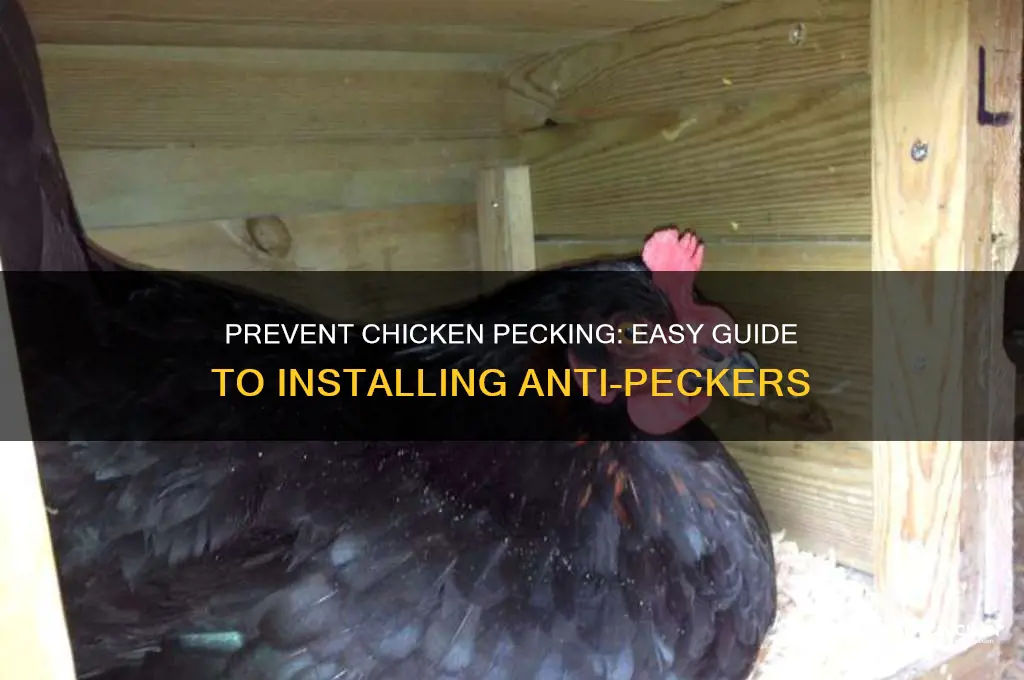 how to put anti chicken peckers on chickens