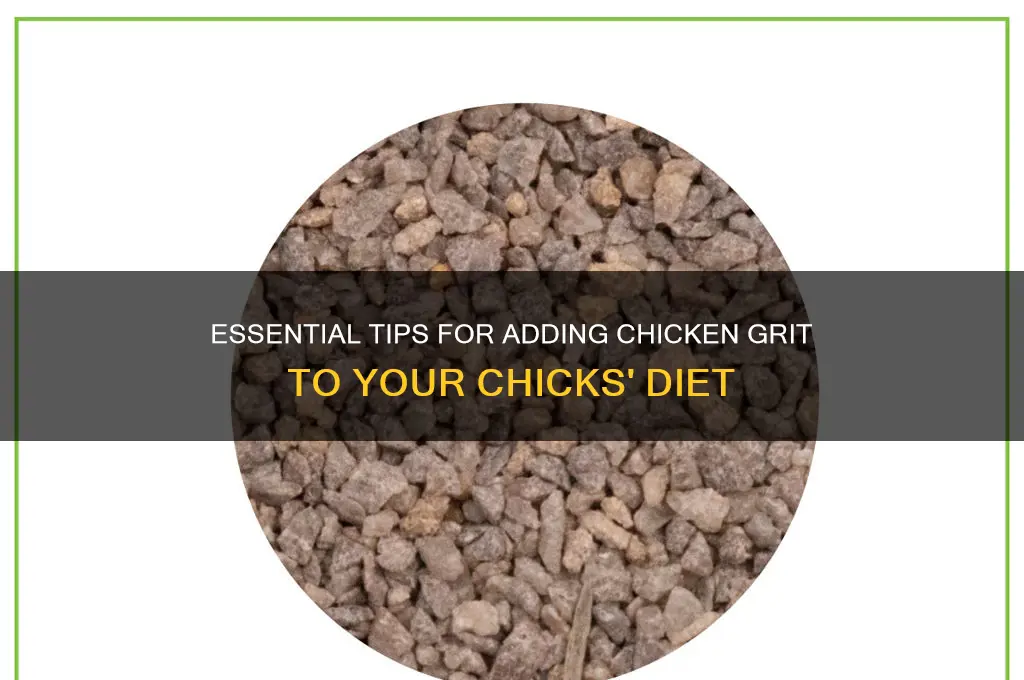how to put chicken grit in for chicks