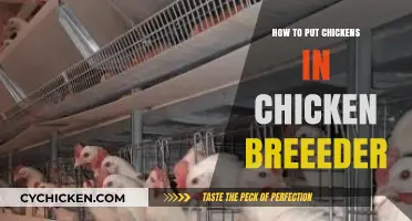 Mastering Chicken Breeding: A Step-by-Step Guide to Housing Your Flock