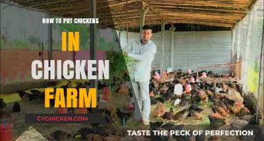 Setting Up Your Chicken Farm: A Guide to Adding Chickens
