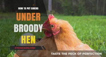 Successfully Introducing Chicks to a Broody Hen: A Step-by-Step Guide