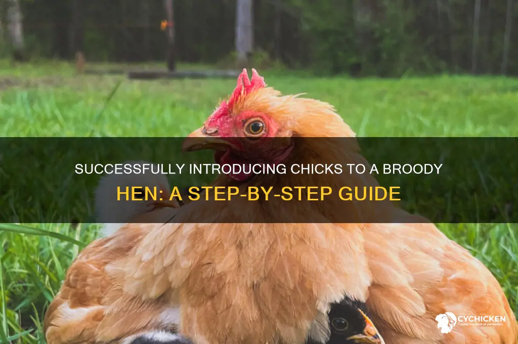 how to put chicks under broody hen