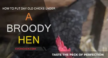 Guide to Introducing Chicks to a Broody Hen