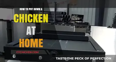 Humane Chicken Euthanasia: A Step-by-Step Home Guide for Careful Owners