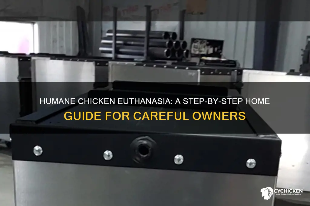 how to put down a chicken at home