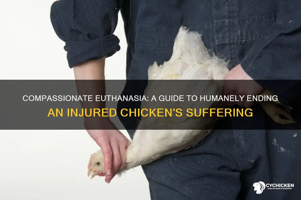 how to put down an injured chicken