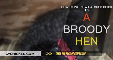 Introducing New Chicks to a Broody Hen