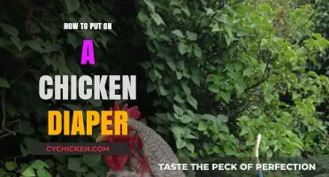 Easy Guide: Putting a Diaper on Your Chicken Step-by-Step