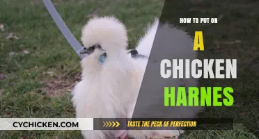 Easy Steps to Safely Put a Harness on Your Chicken