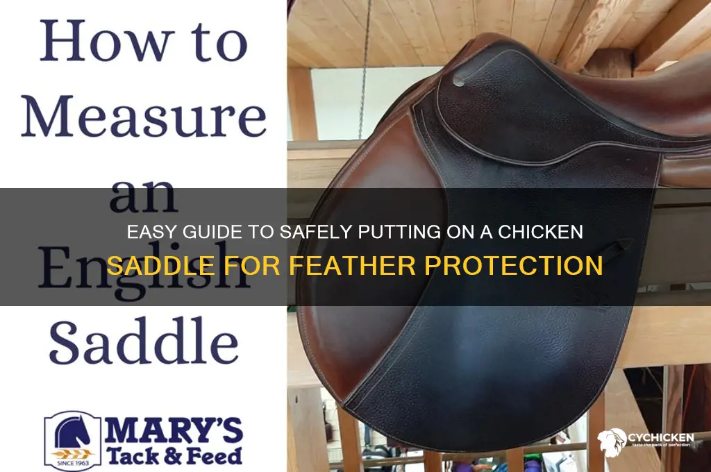 how to put on a chicken saddle
