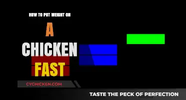Quick Tips for Rapidly Increasing Your Chicken's Weight Safely