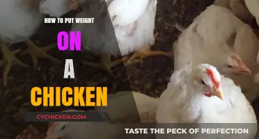 Effective Strategies to Help Underweight Chickens Gain Healthy Weight