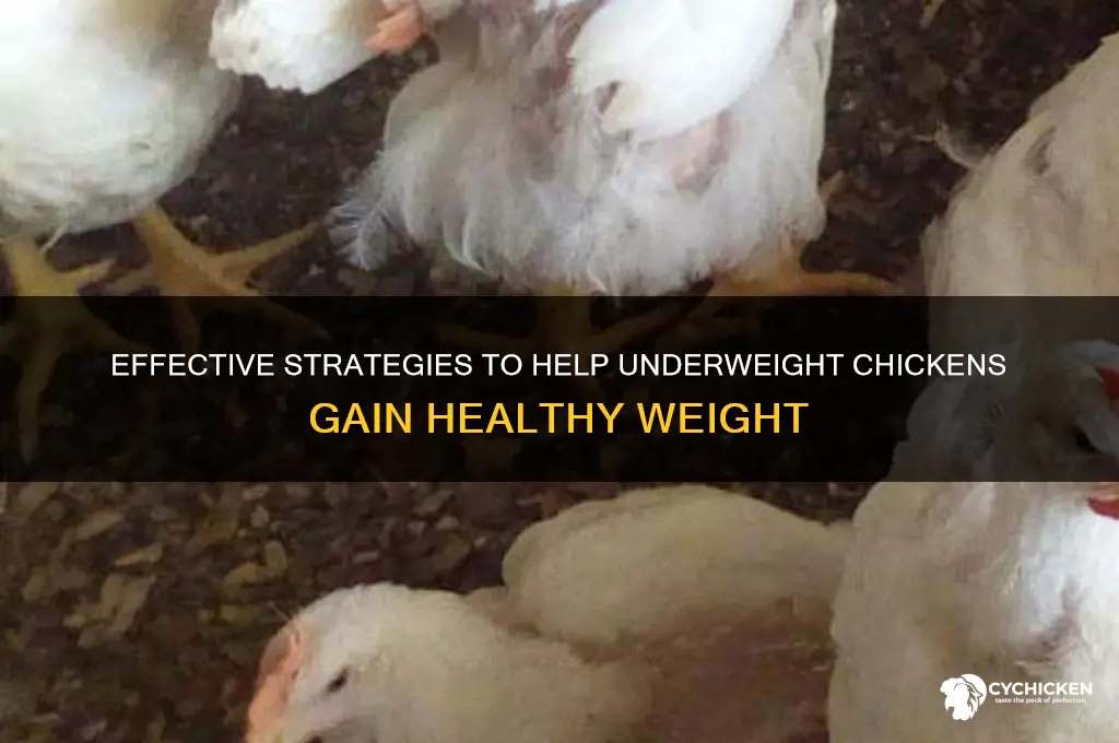 how to put weight on a chicken