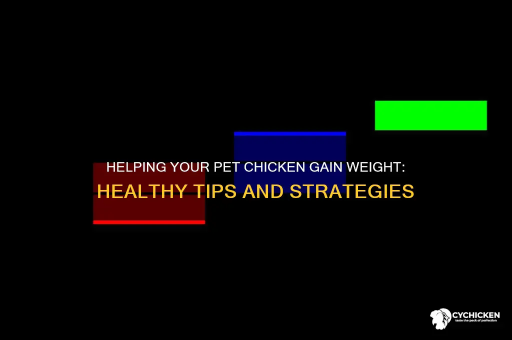 how to put weight on a pet chicken