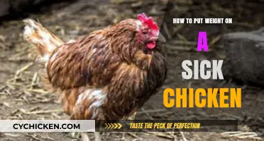 Nursing Your Sick Chicken Back to Health: Effective Weight Gain Tips