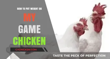 Effective Strategies to Help Your Game Chicken Gain Healthy Weight
