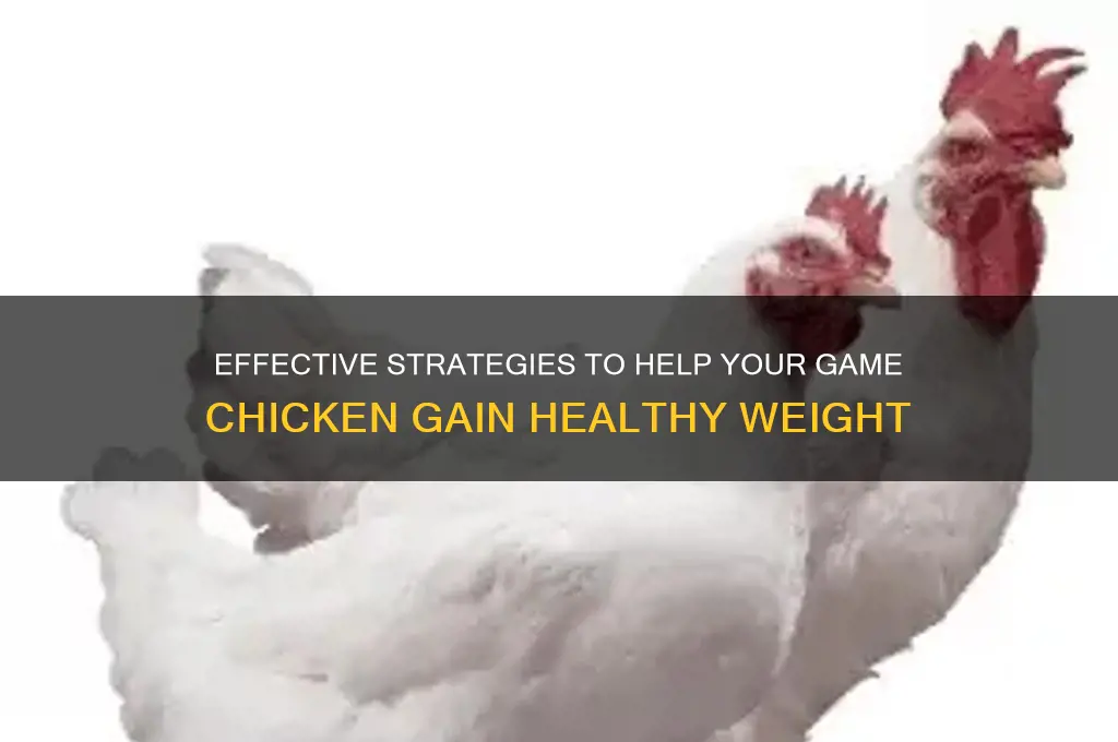 how to put weight on my game chicken