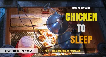Gentle Methods to Safely Put Your Chicken to Sleep