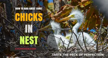 Nurturing Great Egret Chicks: Expert Tips for Successful Nest Raising
