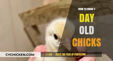 Essential Tips for Raising Healthy 1-Day-Old Chicks Successfully