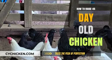 Caring for 45-Day-Old Chickens: Essential Tips for Healthy Growth