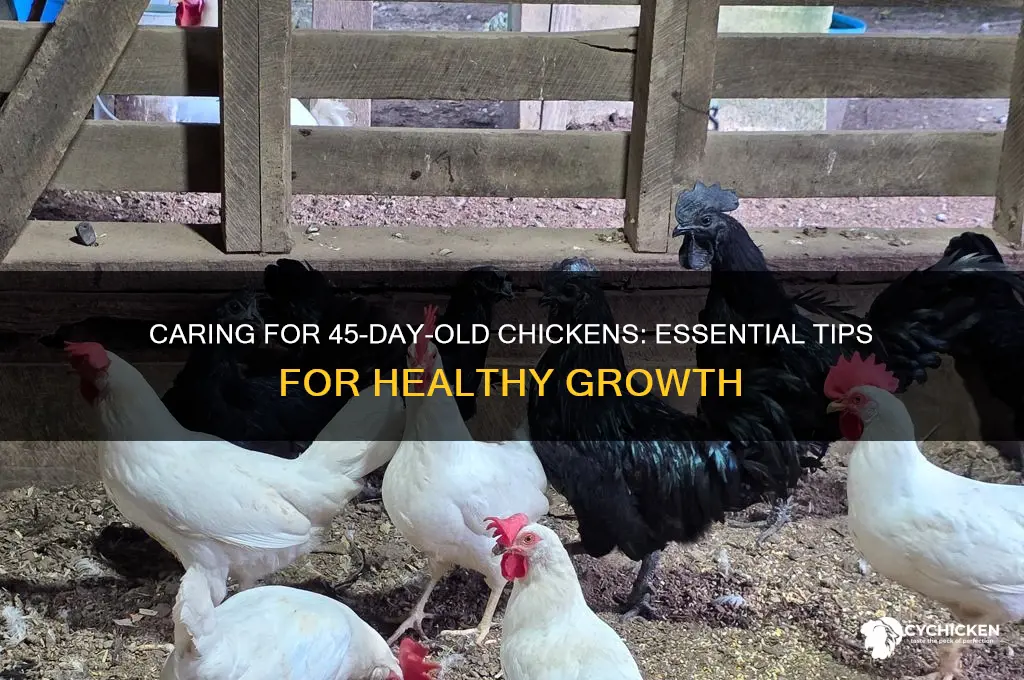 how to raise 45 day old chicken