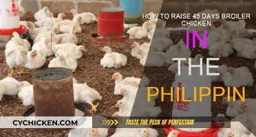 Broiler Chicken Rearing: A 45-Day Guide for Filipinos